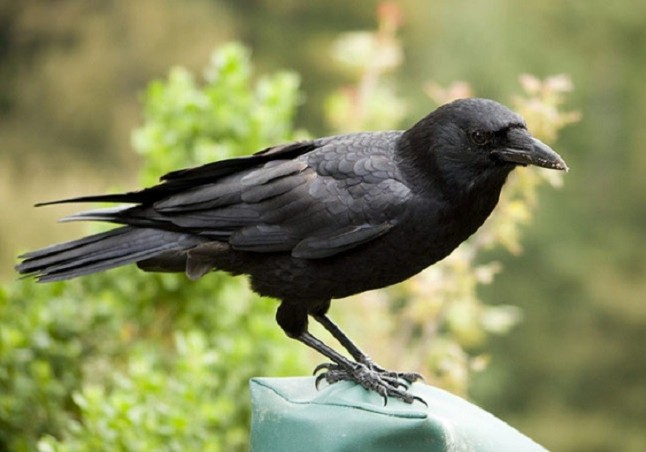 Una especie de cuervo inventa herramientas con varias piezas