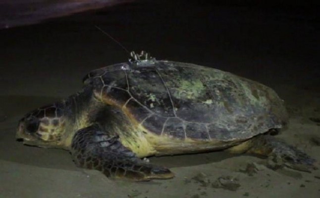 Instalan un microchip y un emisor por satélite a una tortuga que intentó poner huevos en Port Saplaya