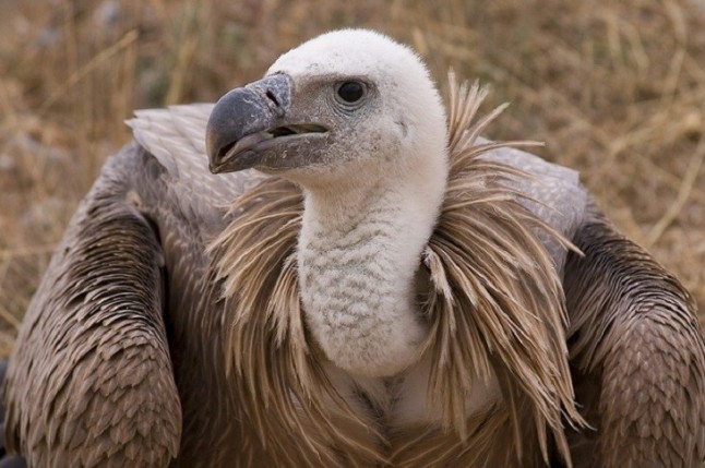 El CREA de Los Villares de Córdoba cede dos buitres leonados al zoológico de Jerez de la Frontera (Cádiz)