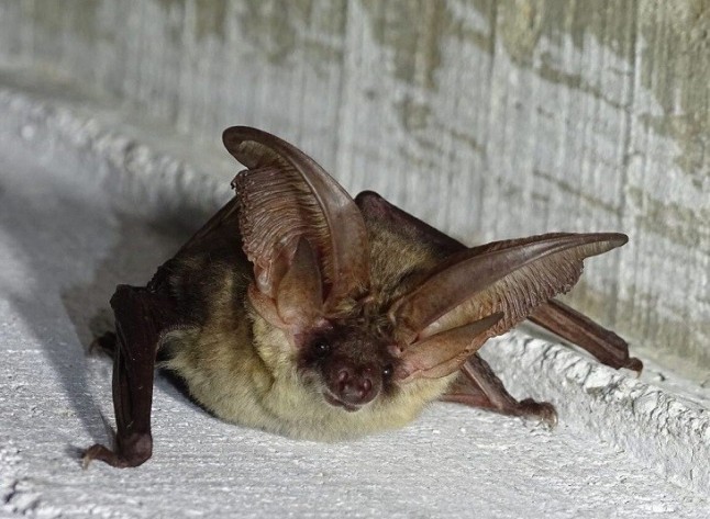 Murciélagas ‘prostituidas’