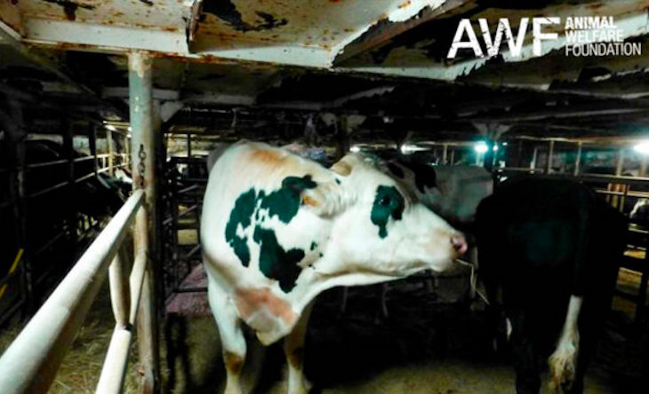 Los barcos que exportan animales son ‘incomestibles’