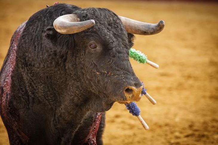 La sociedad dice NO a la tauromaquia