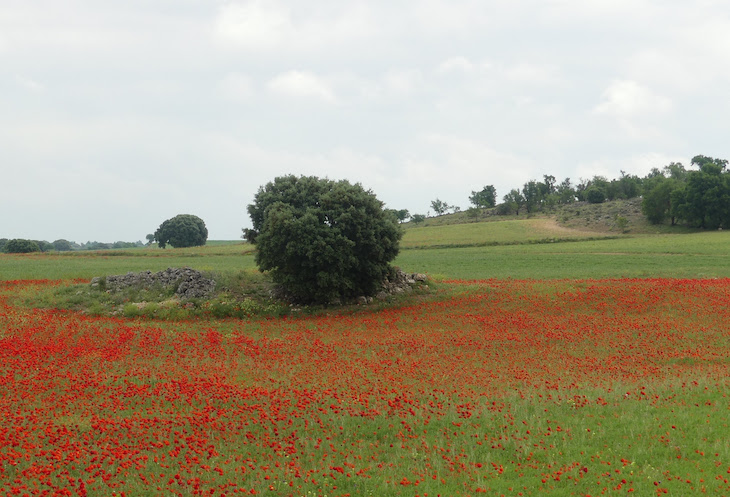 La ‘ciencia’ para resolver una PAC sostenible