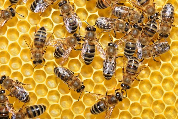 Bayer se ‘emperra’ en perjudicar a las abejas