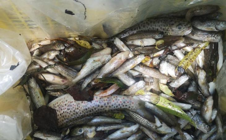 Un vertido provoca la muerte de 1.900 peces en el río Barbañica en Ourense