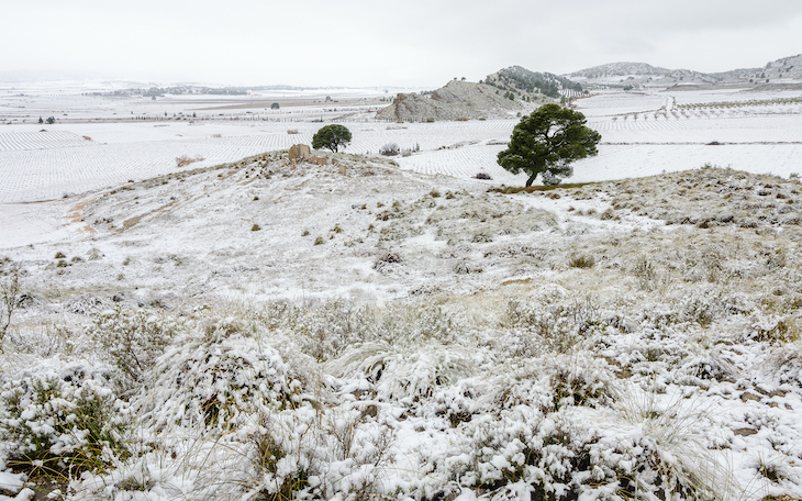 Stipa y ANSE alertan de los impactos de una macroplanta fotovoltaica en Jumilla sobre las aves esteparias