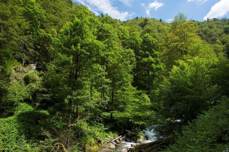Un millón de hectáreas más de bosque en 50 años para Castilla y León