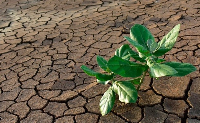 El Plan B para adaptar los cultivos de Europa al cambio climático