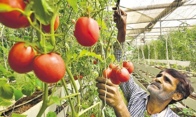 El cambio climático reducirá la producción de verduras