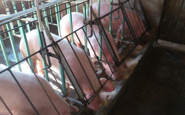 Ya son un millón de europeos en desacuerdo con el uso de jaulas para animales de granja