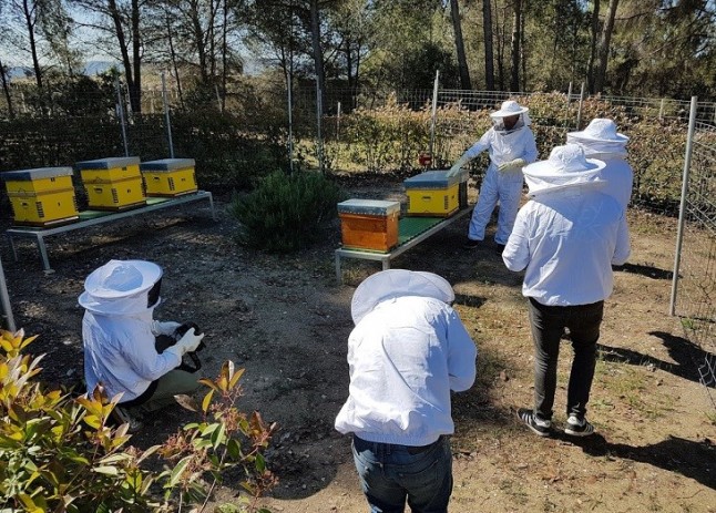 La UAB estrena un colmenar experimental para investigar por qué mueren las abejas