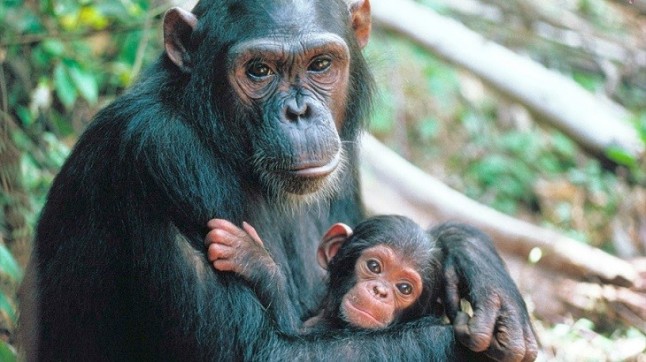 Las hembras de chimpancés saben qué machos pueden matar a sus crías