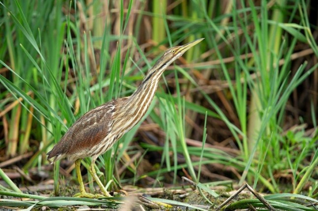 La historia jamás contada del pájaro que regresó de la extinción