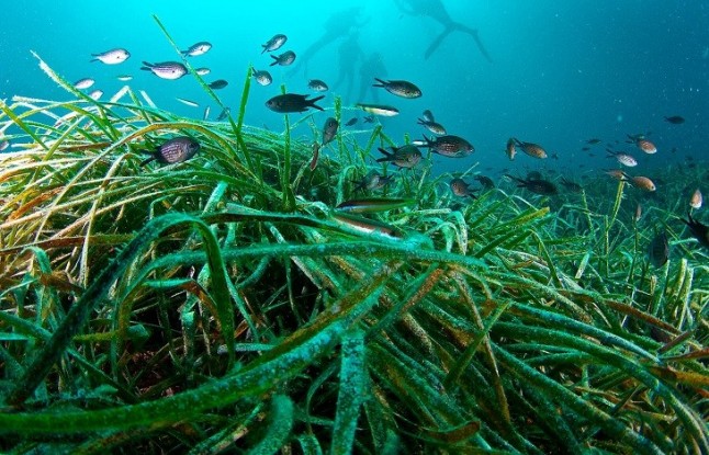 La actriz Inma Cuesta ejerce de guardiana de la posidonia a bordo de los botes de Greenpeace