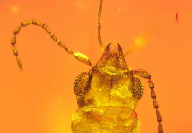 Un escarabajo atrapado en ámbar revela que ya polinizaba cícadas en el Jurásico