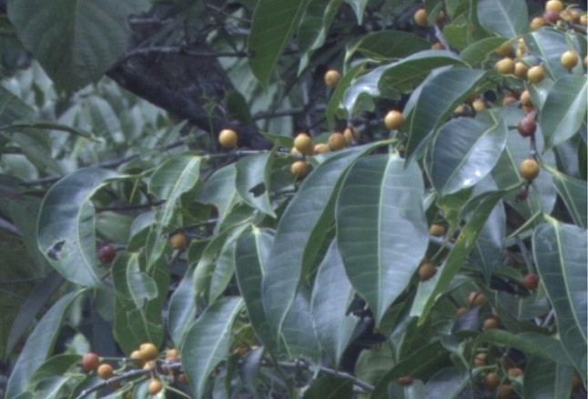 Las aves ven el mundo con un contraste imposible para el ojo humano