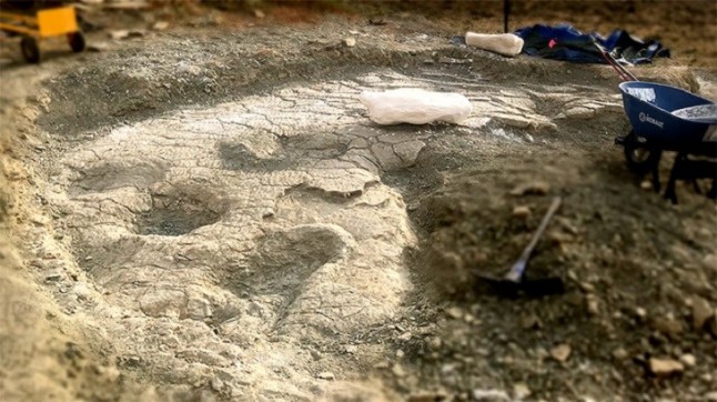 Un pepino de mar ancestral era como el ficticio monstruo de Cthulhu