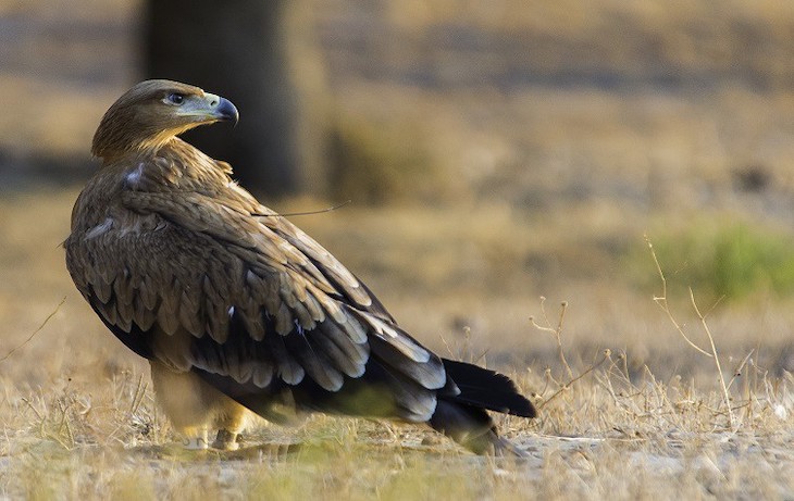 El Águila imperial es una de las rapaces más amenazadas del Planeta