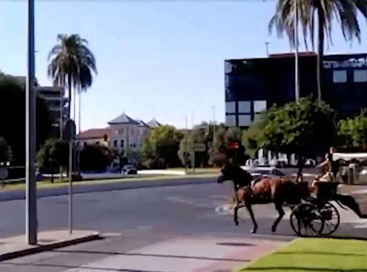 Los caballos de las calesas de Córdoba las arrastran a 41 grados centígrados