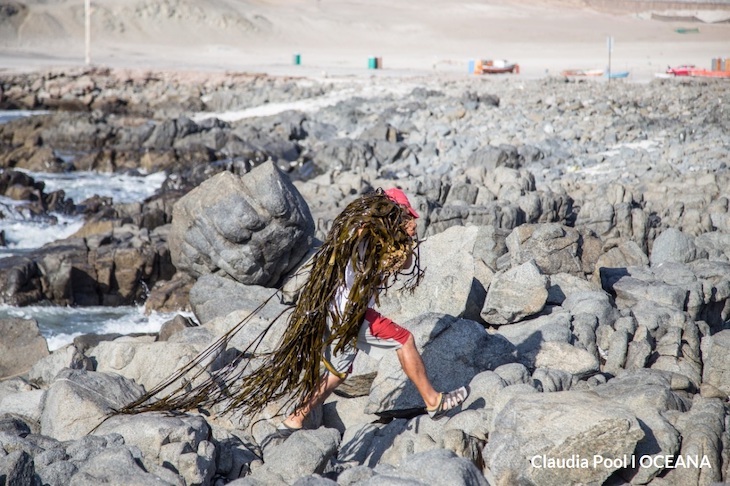 Chile. Alerta por dramática deforestación de bosques de macroalgas en el norte y centro del país