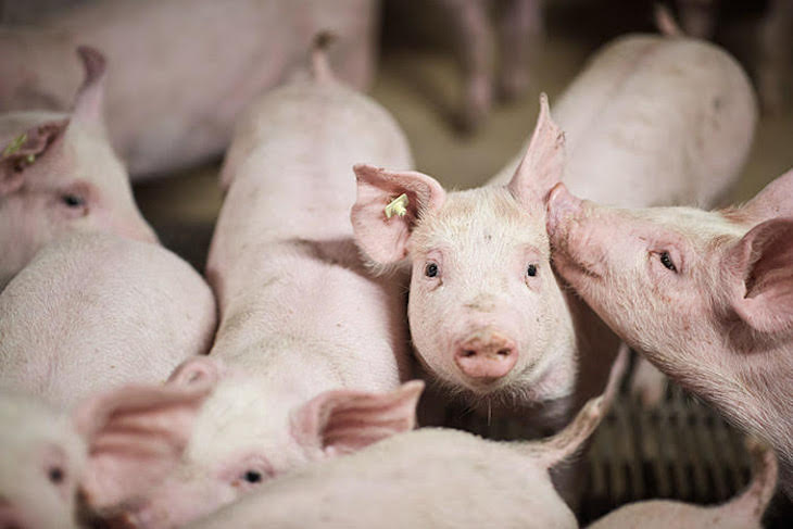 El ‘Bienestar Animal’ es la gran mentira del Laboratorio Vivotecnia donde son torturados sistemáticamente