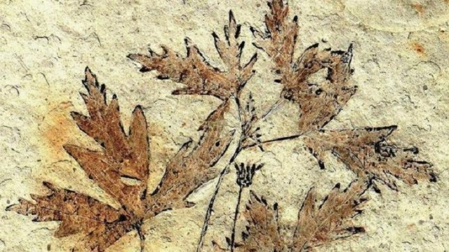 Descubren una cuna oculta evolutiva de las plantas en Oriente Medio