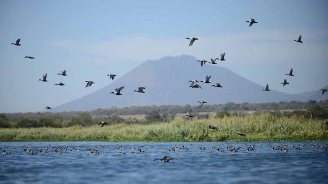 Las bandadas de aves viven en pareja