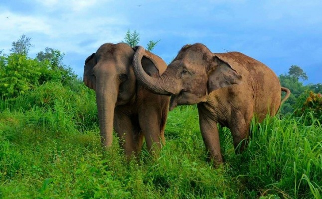 Buscando soluciones para salvar el elefante asiático