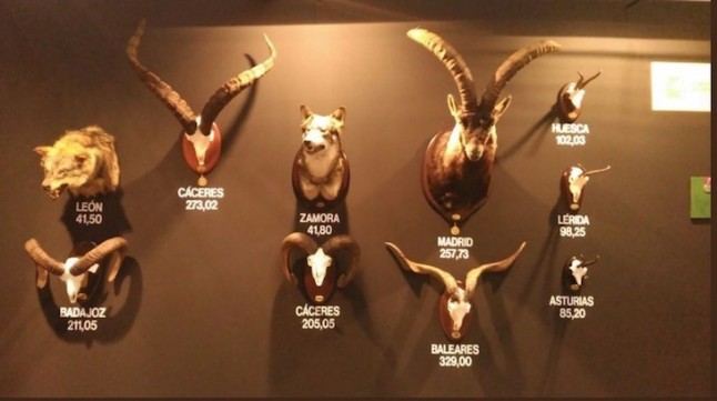 EQUO pide mayor protección para el lobo y critica al Gobierno por justificar la exposición de dos cabezas de lobo ibérico en una feria