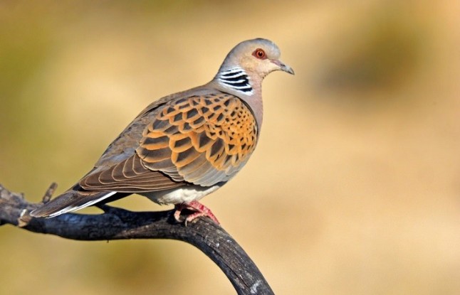 La tórtola europea ha perdido el 75% de su población en los últimos 15 años