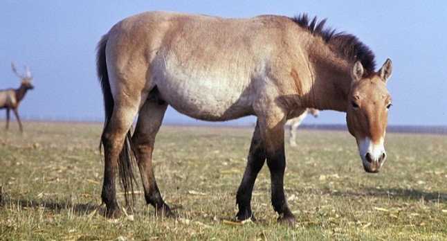 Humanos prehistóricos sin descendencia moderna domesticaron el caballo