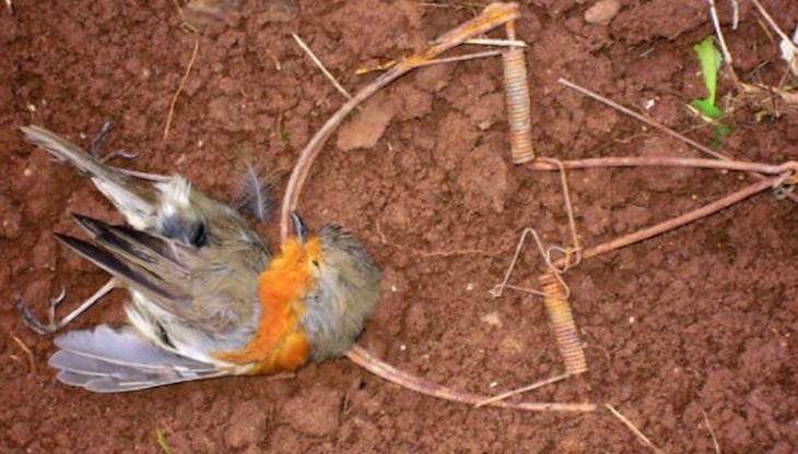 Investigado un vecino de Villanueva del Arzobispo (Jaén) acusado de cazar aves con artes prohibidas