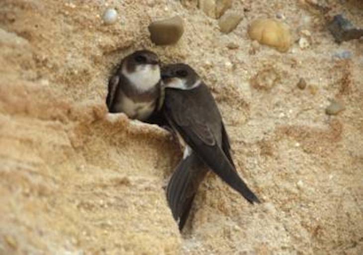 Montepino modifica un proyecto en Guadalajara para habilitar un espacio donde anide el avión zapador