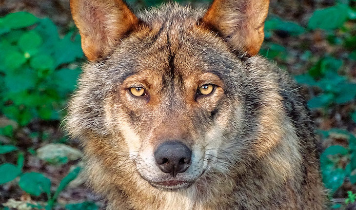¡Urge proteger al lobo en el norte!