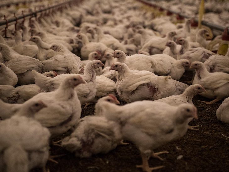 Moy Park cría y sacrifica a más de 312 millones de aves cada año (video)