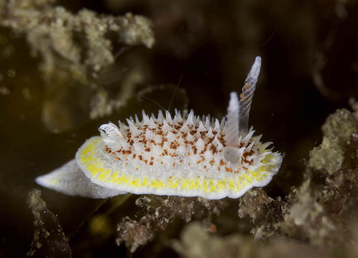 El litoral de Barcelona descubre nuevos ‘inquilinos’ en sus profundidades