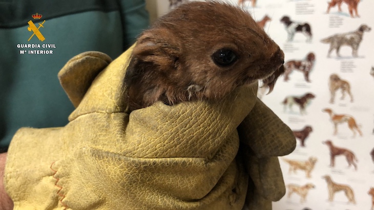 Rescatan a una ardilla de una vivienda de Logroño