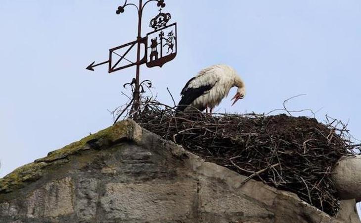 SEO/BirdLife anima a denunciar la destrucción o retirada de nidos de aves porque es "ilegal"