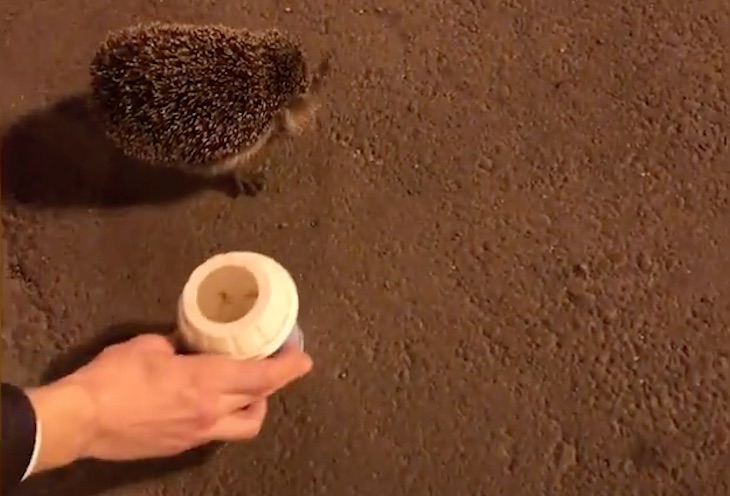 Liberan un erizo de un vaso de helado ‘video’