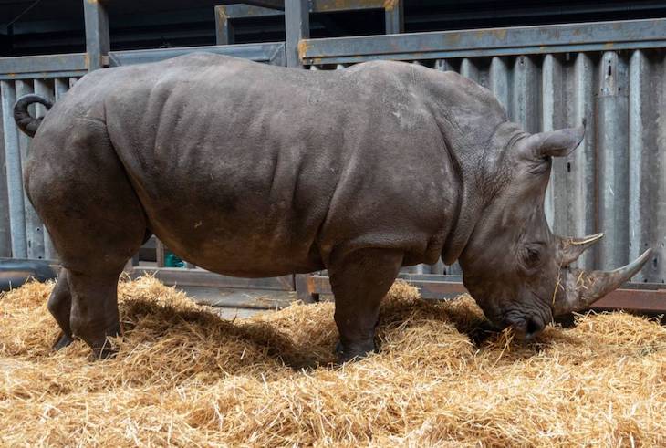 Rinocerontes blancos