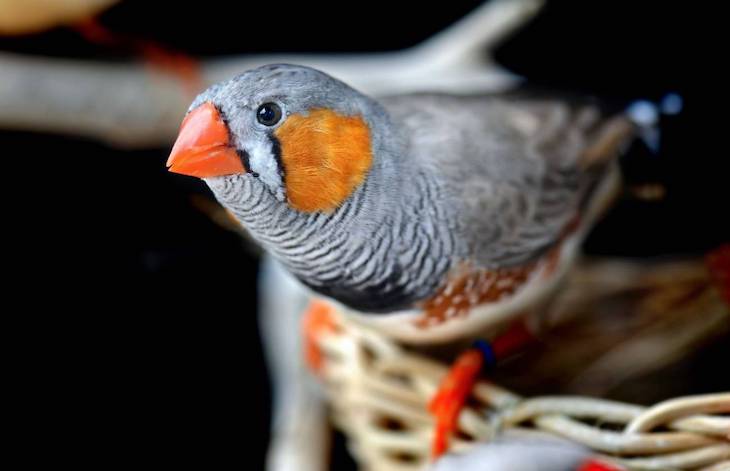 Reinventando la genómica de la biodiversidad
