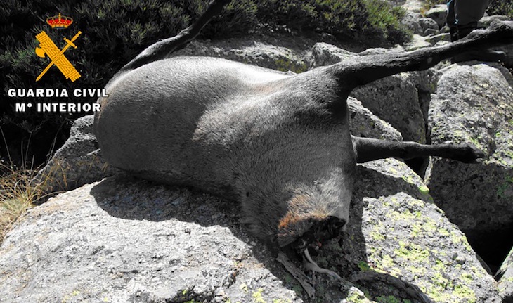 La ‘BENEMERITA’ investiga a cuatro delincuentes en la Sierra de Gredos tras ser ‘pillados’