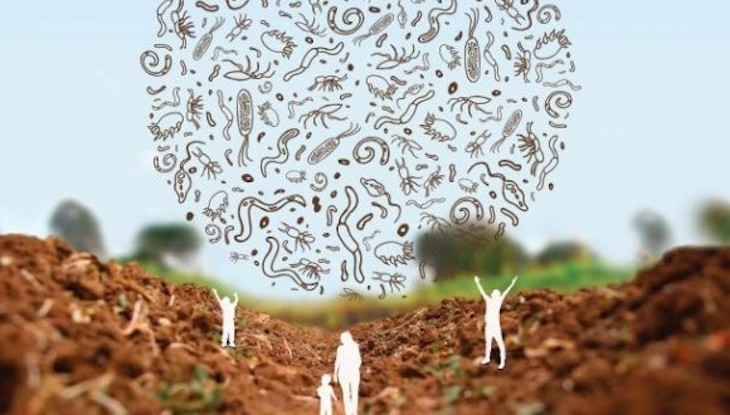 Informe sobre ‘El estado de conocimiento de la biodiversidad del suelo’