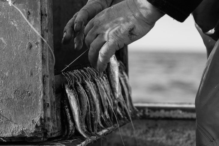 Un mar ‘sostenible y limpio’ para las aves y los pescadores