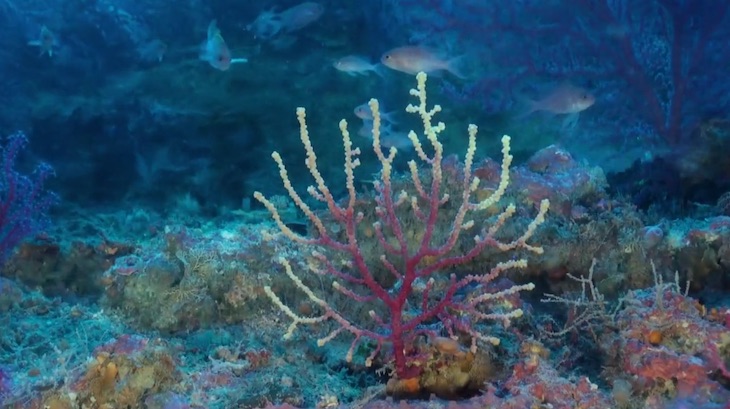 Oceana celebra la sentencia a favor de la ampliación de Cabrera