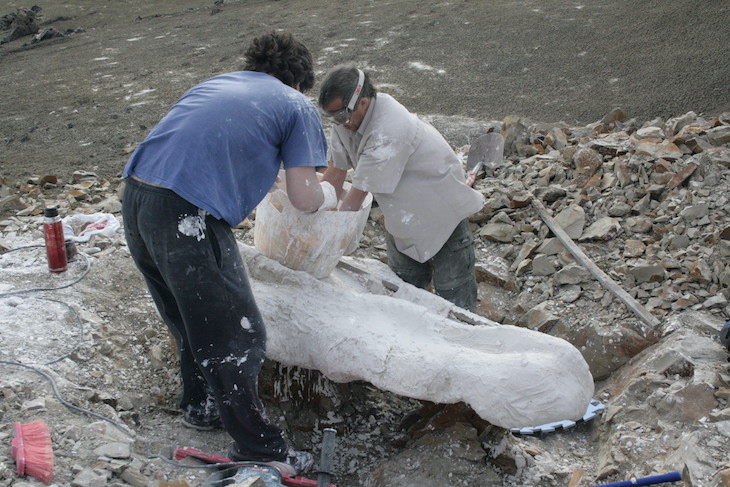 Detectan dimorfismo sexual en una especie de elasmosáurido de 70 millones de años de antigüedad