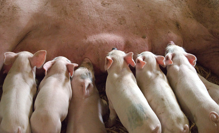 Mediante el índice de huella ecológica y el informe de planeta vivo