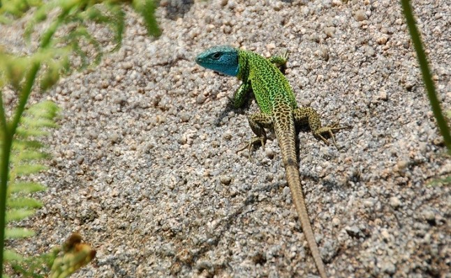 La tolerancia térmica de las especies será ‘vital’ ante el cambio climático