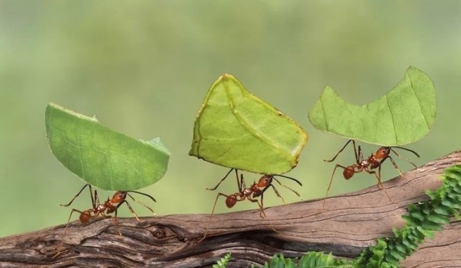 Las hormigas domestican plantas con heces para alterar su fisiología