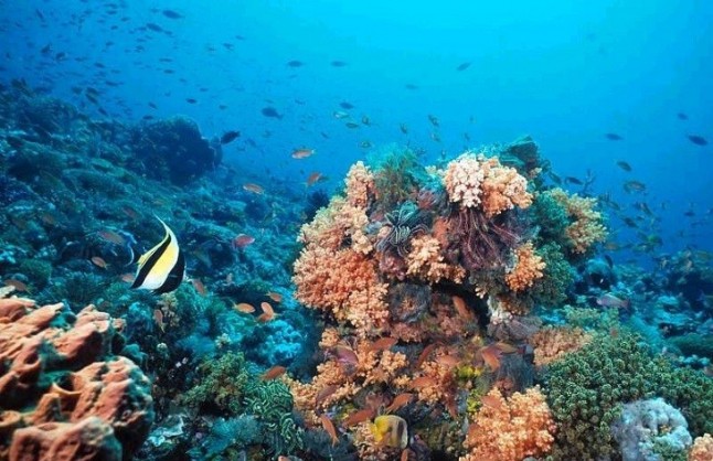 Los arrecifes de coral minimizan los daños causados por las inundaciones